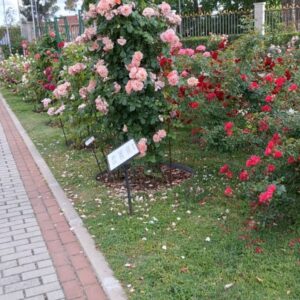Rocío Muñoz-Cobo Instagram - Lo de La Rosaleda del parque del Oeste es muy fuerte.
Diseñada en 1955 por Ramón Ortiz, jardinero mayor del Ayuntamiento de Madrid, tiene una extensión de 32.000 m2, en los que crecen anualmente unos 20.000 ejemplares de más de 650 variedades diferentes de rosales.
Esto por la parte de info técnica.

Pero luego está el olor, los colores, la alegría que te invade cuando estás ahí dentro...

En el último video he grabado un plano general para que te hagas una idea.
Pero nada como estar allí, hazme caso.

#Madrid #planesmadrid #jardinesmadrid #madridcity #madridparque #flower #roselover #rose 

🌹❤️