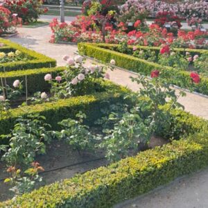 Rocío Muñoz-Cobo Instagram - Lo de La Rosaleda del parque del Oeste es muy fuerte.
Diseñada en 1955 por Ramón Ortiz, jardinero mayor del Ayuntamiento de Madrid, tiene una extensión de 32.000 m2, en los que crecen anualmente unos 20.000 ejemplares de más de 650 variedades diferentes de rosales.
Esto por la parte de info técnica.

Pero luego está el olor, los colores, la alegría que te invade cuando estás ahí dentro...

En el último video he grabado un plano general para que te hagas una idea.
Pero nada como estar allí, hazme caso.

#Madrid #planesmadrid #jardinesmadrid #madridcity #madridparque #flower #roselover #rose 

🌹❤️