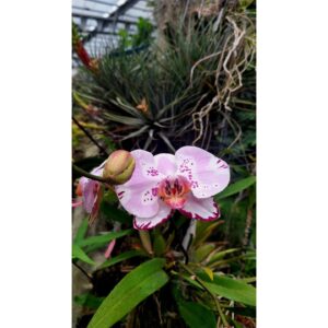 Rocío Muñoz-Cobo Instagram - Hacía mucho (demasiado) que no venía al invernadero tropical del Jardín Botánico, unos de los mejores que he visitado.
Es un escenario perfecto de luz y humedad llenito de plantas exóticas, comestibles, carnivoras, nenúfares, lotos...

El recinto acoge además expos de arte y los martes por la mañana es gratuito.

Es un PLANAZO.

#rocilovesmadrid #madrid #madridcity #planesmadrid