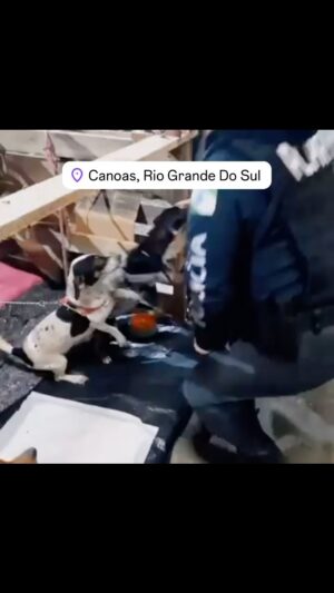 Rodrigo Dorado Instagram - O @animaisgauchos chegou em Canoas / Rio Grande do Sul na expedição de voluntarios da @amparanimal 🙏🏻 Vamos te informando como está tudo aqui 🐶🐴🐔🐱💚

Por amor, continue ajudando os animais do Sul 🙏🏻
Pix: animaisgauchos@gmail.com
(Em favor de Celebridade Vira-lata)

Tudo o que for arrecadado será repassado para as ONGs e protetores independentes de animais lá do Rio Grande do Sul e constantemente iremos fazer prestação de contas pública do for sendo arrecadado e repassado para os animais.🐴🐶🐱🐷🐔

Doe o quanto puder, o importante é ser de coração 💚