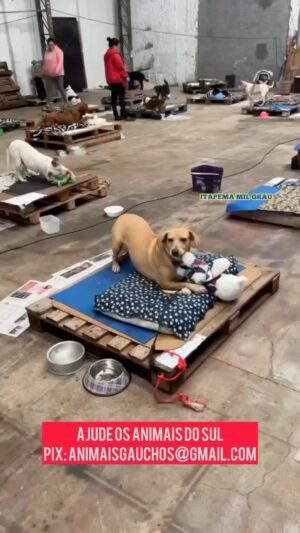 Rodrigo Dorado Instagram - Olha a felicidade dos doguinhos resgatados das enchentes do Rio Grande do Sul quando receberam bichinhos de pelúcia! 🐶🥹🥰

Ajude os animais por favor 🙏🏻
Pix: animaisgauchos@gmail.com
(Em favor de Celebridade Vira-lata)

Doe o quanto puder, o importante é ser de coração 💚

Tudo o que for arrecadado será repassado para as ONGs e protetores independentes de animais lá do Sul e constantemente iremos fazer prestação de contas pública do for sendo arrecadado e repassado para os animais.

Siga também o perfil @animaisgauchos e compartilhe este post para fortalecermos a nossa ajuda aos nossos irmãos animais resgatados la do Sul. 🙏🏻