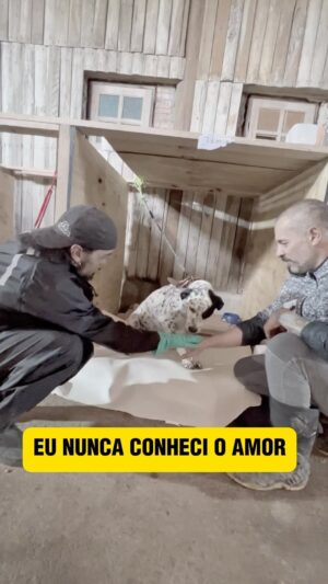 Rodrigo Dorado Instagram - Eu nunca conheci o amor.

Eu nunca dei a patinha pra ninguém.

Eu só senti até hoje medo, frio, fome e solidão.

Eu nunca tive uma família. 

Eu nunca soube o que é ser feliz.

Eu nunca deitei num sofá ou caminha.

Eu não sei o que é “Trend”.

Em 33 dias depois das enchentes ninguém veio me buscar, aliás, nunca ninguém veio me buscar.

Me dá uma chance? Prometo que vou te fazer feliz! 🐶

70% dos animais resgatados nas enchentes do Rio Grande do Sul eram de rua.

Precisamos MUITO da sua ajuda para continuar ajudando os animais lá do Sul!!

🚨 ADOTE 1 AMIGO! 🙏🏻
www.AdoteRS.org.br (Link na Bio)
🙏🏻 Entre no site e escolha o seu dog que levamos ele até SP (Capital) pra você! 

Os animais precisam URGENTEE sair de lá e ganhar muito amor e carinho, tá um inferno lá pra eles, sério!! 😭😭😭

🚨 FAÇA UMA DOAÇÃO 💚
Pix: animaisgauchos@gmail.com
(Em favor de Celebridade Vira-lata)

Doe o quanto puder, o importante é ser de coração 💚