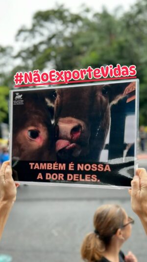 Rodrigo Dorado Instagram - Não exporte vidas! Vamos acabar com a exportação de animais vivos e toda essa tortura envolvida nessas tragédias anunciadas. Chega de maus-tratos é ilegal, antiético… #naoexportevidas #nãoexportemvidas