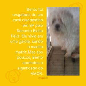 Rodrigo Dorado Instagram - Me conta, como chama o cachorro/gato que mudou a sua vida? O nosso se chama Bento.

No dia 26 de setembro de 2019, a @moniquemunhoz me encaminhou a foto do @bentomunhozdorado e fomos correndo na @adotevica conhecer sua história. 
(Postei nos stories o print da nossa conversa)

Não resistimos às suas lambidinhas e ao seu charmoso dentinho, e ao conhecer sua história, tivemos certeza da decisão: ADOTAR.

Bento foi resgatado de um canil clandestino na Zona Leste de São Paulo pelo @recantobichofeliz . Ele vivia nesta gaiola e era o macho matriz, ou seja, o que cruzava com as fêmeas.
Isso explica o fato de ele ser um cãozinho que vive em estado de alerta, sendo muitas vezes agressivo, quando um humano chega perto dele para fazer carinho, por exemplo. 

Bento não sabia o que era carinho, não sabia o que era brincar, mas aos poucos foi entendendo o significado do AMOR. Hoje ele pede para ser acariciado e é totalmente fascinado pelas suas bolinhas de brinquedo. #nãocompreadote #ᴛʙᴛ