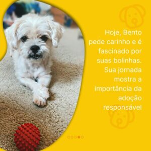 Rodrigo Dorado Instagram - Me conta, como chama o cachorro/gato que mudou a sua vida? O nosso se chama Bento.

No dia 26 de setembro de 2019, a @moniquemunhoz me encaminhou a foto do @bentomunhozdorado e fomos correndo na @adotevica conhecer sua história. 
(Postei nos stories o print da nossa conversa)

Não resistimos às suas lambidinhas e ao seu charmoso dentinho, e ao conhecer sua história, tivemos certeza da decisão: ADOTAR.

Bento foi resgatado de um canil clandestino na Zona Leste de São Paulo pelo @recantobichofeliz . Ele vivia nesta gaiola e era o macho matriz, ou seja, o que cruzava com as fêmeas.
Isso explica o fato de ele ser um cãozinho que vive em estado de alerta, sendo muitas vezes agressivo, quando um humano chega perto dele para fazer carinho, por exemplo. 

Bento não sabia o que era carinho, não sabia o que era brincar, mas aos poucos foi entendendo o significado do AMOR. Hoje ele pede para ser acariciado e é totalmente fascinado pelas suas bolinhas de brinquedo. #nãocompreadote #ᴛʙᴛ