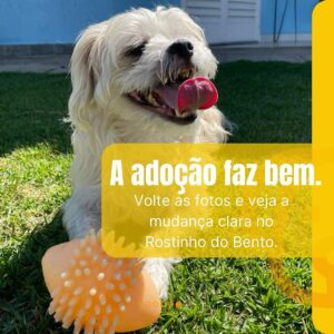 Rodrigo Dorado Instagram - Me conta, como chama o cachorro/gato que mudou a sua vida? O nosso se chama Bento.

No dia 26 de setembro de 2019, a @moniquemunhoz me encaminhou a foto do @bentomunhozdorado e fomos correndo na @adotevica conhecer sua história. 
(Postei nos stories o print da nossa conversa)

Não resistimos às suas lambidinhas e ao seu charmoso dentinho, e ao conhecer sua história, tivemos certeza da decisão: ADOTAR.

Bento foi resgatado de um canil clandestino na Zona Leste de São Paulo pelo @recantobichofeliz . Ele vivia nesta gaiola e era o macho matriz, ou seja, o que cruzava com as fêmeas.
Isso explica o fato de ele ser um cãozinho que vive em estado de alerta, sendo muitas vezes agressivo, quando um humano chega perto dele para fazer carinho, por exemplo. 

Bento não sabia o que era carinho, não sabia o que era brincar, mas aos poucos foi entendendo o significado do AMOR. Hoje ele pede para ser acariciado e é totalmente fascinado pelas suas bolinhas de brinquedo. #nãocompreadote #ᴛʙᴛ