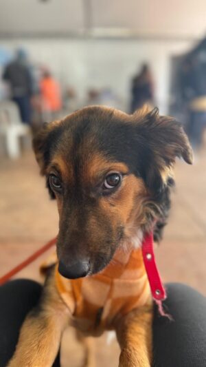 Rodrigo Dorado Instagram - A potência que temos unidos! #adoters #resgateanimal  obrigado @amparanimal @caesresgatadoscanoas e todos envolvidos (somos muitos) não caberia na legenda tantos agradecimentos. #gratidão