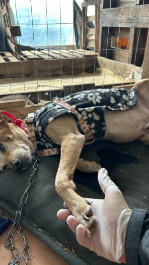 Rodrigo Dorado Instagram - Empatia, amor e ajuda nos momentos difíceis nunca é demais. Se informe em como ajudar, seja voluntário! #direitoanimal #animaisresgastados #resgateanimal #voluntariado