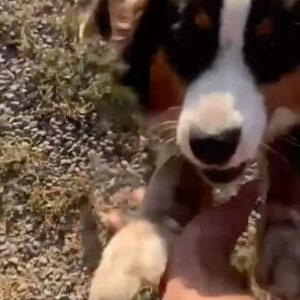 Rodrigo Sepúlveda Instagram - Nuestro reencuentro con ROCKY!! Así nos recibió ❤️
Después de 20 días lo volvimos a ver y a recibir su cariño 🥰🥰🥰. Tuvo sus vacaciones jeje
Lo extrañamos muchísimo. No lo pudimos llevar ya que el departamento era muy pequeño para un inquieto como él. Ahora a verse con la NALA, ya les muestro su reacción !!
Gracias por todo el cariño @hotel_delbenyflo ❤️
#Sepu
@polajoyas.cl @renisepulveda.z @javisepulvedaz_