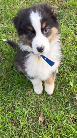 Rodrigo Sepúlveda Instagram - Presentación oficial de nuestro nuevo integrante de la familia ❤️❤️🐾🐾🐶🐶.
Llegó Rocky para acompañar a NALA, después de la partida de LUCAS. Tiene 2 meses. Es Pastor Australiano. Hace mucho pipí y come más que yo jeje.
Es tierno, rápido y muy inteligente 🧐 . Les iré contando cómo va creciendo 😍
#Sepu