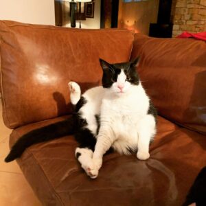 Roman Griffin Davis Instagram - I have the weirdest cat