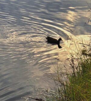 Roman Lochmann Instagram - Spätsommer im Herbst 🦆