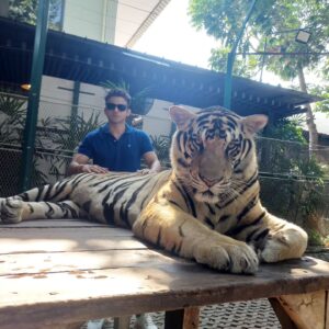 Romit Raj Instagram - I Love Tigers ❤️ 🐾 
My Most Favourite 
#tiger #animal #beast #wildcats #wildlife #RomiitRaaj #RR1