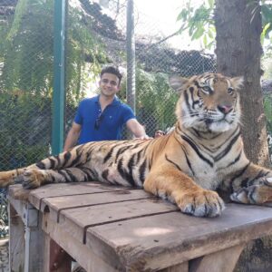 Romit Raj Instagram - I Love Tigers ❤️ 🐾 
My Most Favourite 
#tiger #animal #beast #wildcats #wildlife #RomiitRaaj #RR1