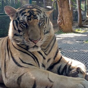 Romit Raj Instagram - I Love Tigers ❤️ 🐾 
My Most Favourite 
#tiger #animal #beast #wildcats #wildlife #RomiitRaaj #RR1