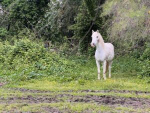 Romy Rosemont Instagram - Le Camargue