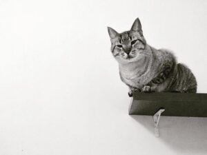 Ronaldo Oliva Instagram - O Jojo amou o mirante que construí pra ele ! .
.
.
.
.
.
#gatos #cat #bichos #pet #petstagram #instapet #instacat #instagramer #catlover #gatosdeinstagram #catsofinstagram #photo #photgraphy #foto #fotografia #photographer #fotografo #pb