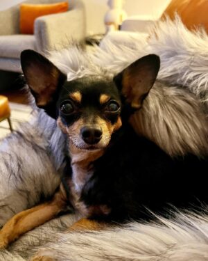 Ross Mathews Instagram - You guys, like I can’t even. I love her soooo much it hurts. 😍🥰😘 I want to learn how to speak Chihuahua just so I can tell her how amazing I think she is. Just look at her - my Audrey, cuddling with me this morning as I have my coffee. ❤️ I look her in her eyes and tell her every day, “You’re so beautiful and smart and kind and...” I’m like a lunatic for her and I don’t even care. Can you relate?!? Tell me about yours in the comments.
