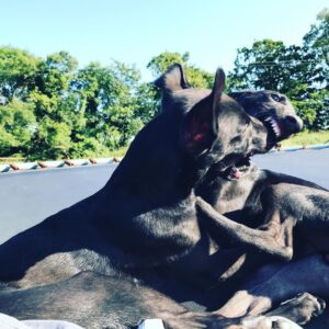 Ruairí O'Connor Instagram - Puppy love #tramapoline