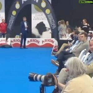 Rui Oliveira Instagram - A Estrela do evento foi a Ginja mãe do nosso Figo que fez um brilharete em 🇪🇸 Espanha. Ganhou 🥇 primeiro lugar do pódio na Categoria Veteranos. Honrando assim toda a raça Alentejana tradicionalmente ligada ao pastoreio #caoserradeaires @quinta_fontainhas #dog #dogwork #farmdog @realsociedadcaninadeespana