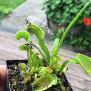 Russell Hodgkinson Instagram - That’s entertainment! #venusflytrap #stuffed #Instagood