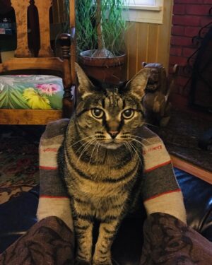 Russell Hodgkinson Instagram - 😽 Zen Master 😽