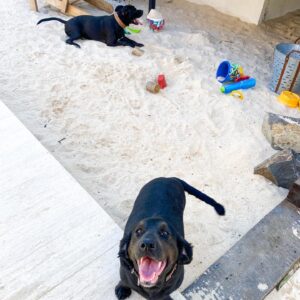 Rüzgar Erkoçlar Instagram - Thor &  Zeytin😛💚
