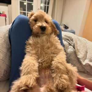 Ryan Bergara Instagram - a night in with the Vinny man