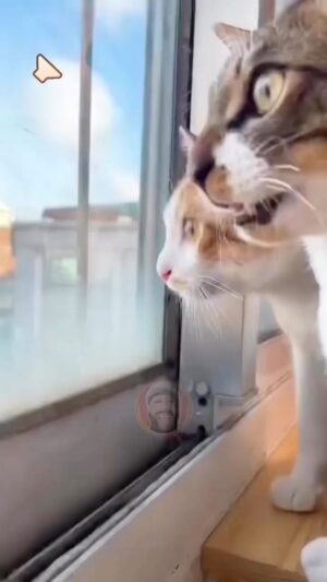 Ryan O'Nan Instagram - SOUND ON. Made me laugh today. We’ll done!! #cats #runningthestreets
