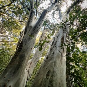 Saba Douglas-Hamilton Instagram - Clad in a skein of silk spun by a colony of caterpillars. Ethereal beauty of a secret home-tree in the forest