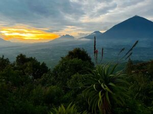 Saba Douglas-Hamilton Instagram - Sun sets over the volcanoes - Mikeno, Karisimbi, Bisoke, Sabinyo, Gahinge and Mohapura - in a resplendent finale. Followed by a rowdy game of gorilla chess at Virunga Lodge (which I won! Haha!!), a bottle of champagne and special celebratory dinner. 

Three days of magic with the love of my life. Even though he thinks I’m horribly smug about winning! ❤️