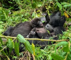 Saba Douglas-Hamilton Instagram - Pure joy! 💚💚💚💚 On Mt Karisimbi this morning, falling in love with one of the babies in the Susa family.

📸 @sabadouglashamilton