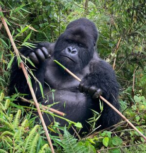 Saba Douglas-Hamilton Instagram - A blissful morning on Bisoke volcano, with a decent hike that just missed the rain … chillin’ in the splendid company of Titus’ family, led by this superlative Silverback - Pato.