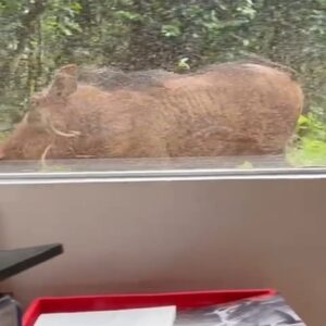 Saba Douglas-Hamilton Instagram - Such an itchy bottom!! A warthog making the most of our rough stone wall, outside my office window this morning! 🤎

Thanks for the video Lilly!