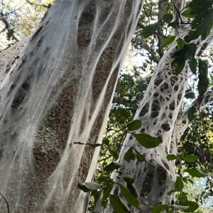Saba Douglas-Hamilton Instagram - Clad in a skein of silk spun by a colony of caterpillars. Ethereal beauty of a secret home-tree in the forest