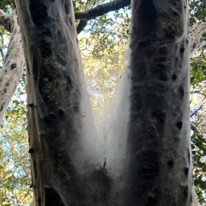 Saba Douglas-Hamilton Instagram - Clad in a skein of silk spun by a colony of caterpillars. Ethereal beauty of a secret home-tree in the forest