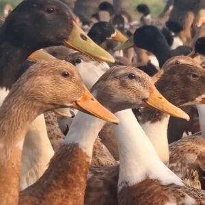 Sabareesh Sajjin Instagram - Duck Hunt 🦆