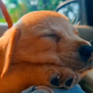 Sabareesh Sajjin Instagram - ❤️ 🐶❤️