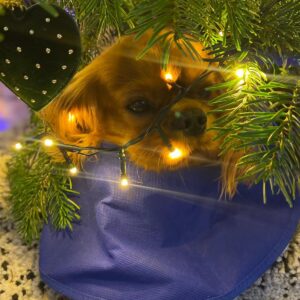 Sabine Perraud Instagram - Michel de Noël... #truffe #condechien #michel merci @xorelgy meilleure baby/dog sitter