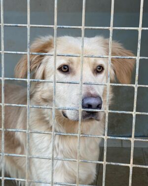 Sabine Perraud Instagram - Aujourd’hui @benjibounty et moi avons été rendre visite à la @laspamontpellierofficiel et son équipe de passionnés pour rencontrer les chiens et chats en attente d’adoption. Ils n’ont jamais été autant saturés d’animaux abandonnés et nous pouvons les aider, soit en faisant un don, soit en faisant de la prévention, soit en devenant bénévole ou encore mieux, en adoptant un de leurs protégés. Le week-end du 10/11 décembre de 10h à 17h ils organisent le Noël des animaux, avec tout un tas d’animations pour présenter leur travail et donner l’occasion à des familles d’ouvrir leur foyer à un orphelin. On vous partage une vidéo d’explication très vite! Bravo à eux pour leur dévouement et merci pour cette matinée enrichissante.
