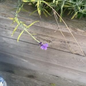 Sabrina Grdevich Instagram - Nbd just harvested my lavender