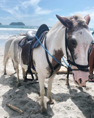 Sabrina Grdevich Instagram - “To be honest, when I found out the patriarchy wasn’t about horses I lost interest.”
#girlstrip ❤️ #momcation #yogaonthebeach #recharge #oceanviews #freshfruit #horses 
🙏 @visithouseofg for organizing the stay @lacolinasamara 
🙏 @laurawaiteyoga 🌊✨