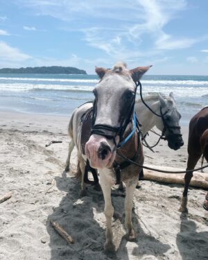 Sabrina Grdevich Instagram - “To be honest, when I found out the patriarchy wasn’t about horses I lost interest.”
#girlstrip ❤️ #momcation #yogaonthebeach #recharge #oceanviews #freshfruit #horses 
🙏 @visithouseofg for organizing the stay @lacolinasamara 
🙏 @laurawaiteyoga 🌊✨