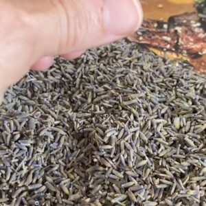 Sabrina Grdevich Instagram - Nbd just harvested my lavender