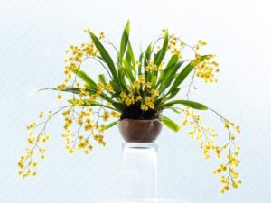 Saburo Tokito Instagram - 我が家の苔玉の蘭、4年目。
今までで一番花が咲いた。
ちょうど元日から咲き始めたのでなんだかウレシイ。
今年もよろしく（って遅すぎ笑）
