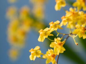 Saburo Tokito Instagram - 我が家の苔玉の蘭、4年目。
今までで一番花が咲いた。
ちょうど元日から咲き始めたのでなんだかウレシイ。
今年もよろしく（って遅すぎ笑）