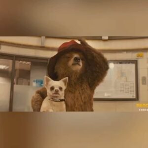 Sachin Sahel Instagram - Times I’ve let myself have fun this month.

📸: 🐩
#PaddingtonGifIsGoat