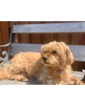 Salvatore Antonio Instagram - Yesterday, my sweet girl Gladys Jean left us peacefully. 
There’s too much to say about how special she was… 
She loved sitting in the sun, and going for drives, giving kisses, crunching on a chip, and she loved a good nap.
I am so grateful to have had her with me for 13 years. I cradled her in one hand when she was just a 6-week-old pup, and I’m honoured to have been able to hold her in my arms as her spirit lifted away. 
Run free and unencumbered, my baby. I’ll always love you. 🤍✨🕊️