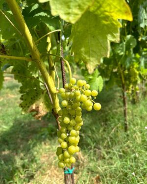 Salvatore Antonio Instagram - 🍇🍷🫒🇮🇹😎