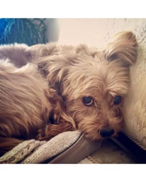 Salvatore Antonio Instagram - Yesterday, my sweet girl Gladys Jean left us peacefully. 
There’s too much to say about how special she was… 
She loved sitting in the sun, and going for drives, giving kisses, crunching on a chip, and she loved a good nap.
I am so grateful to have had her with me for 13 years. I cradled her in one hand when she was just a 6-week-old pup, and I’m honoured to have been able to hold her in my arms as her spirit lifted away. 
Run free and unencumbered, my baby. I’ll always love you. 🤍✨🕊️